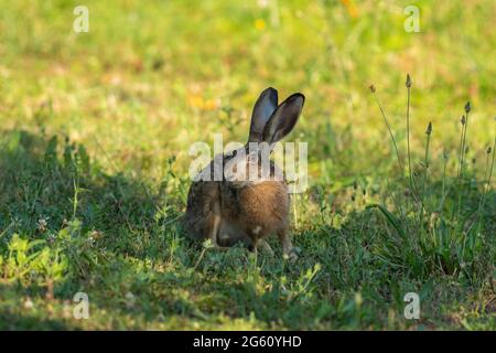 France, Oise, région de Senlis, terre de culture arable, lièvre européen (Lepus europaeus), au moment de la reproduction, dans les champs Banque D'Images