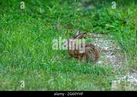 France, Oise, région de Senlis, terre de culture arable, lièvre européen (Lepus europaeus), au moment de la reproduction, dans un pré Banque D'Images