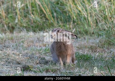 France, Oise, région de Senlis, terre de culture arable, lièvre européen (Lepus europaeus), au moment de la reproduction, dans un pré Banque D'Images