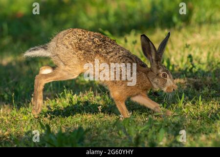 France, Oise, région de Senlis, terre de culture arable, lièvre européen (Lepus europaeus), au moment de la reproduction, dans les champs Banque D'Images