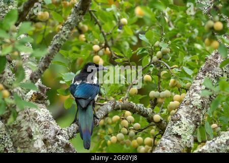 France, Oise, région de Senlis, verger, Magpie (Pica pica), Un adulte cherche à manger dans un arbre fruitier (Mirabellier) Banque D'Images