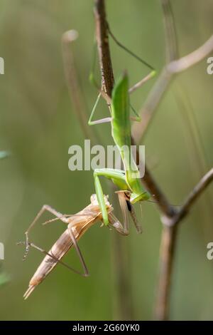 France, Oise, région de Senlis, prairie sèche, mante de prière (Mantis religiosa), elle mange son exsuvie (mue), sa vieille peau Banque D'Images