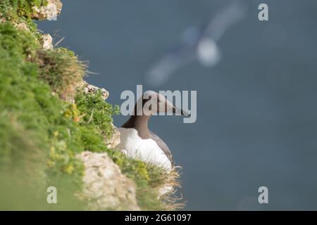 Guillemot, RSPB Bempton Cliffs Banque D'Images