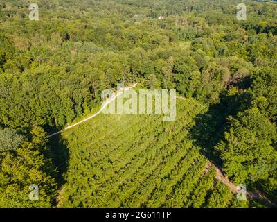 France, Val d'Oise, Forêt de Montmorency (vue aérienne) Banque D'Images