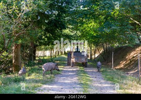 France, haute-Saône (70), parc privé, nourrissant par l'agreinage avec du maïs, sangliers (sus scrofa), dans la sous-croissance, les sangliers suivent le tracteur qui apporte la nourriture Banque D'Images