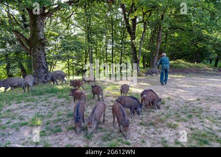 France, haute-Saône (70), parc privé, nourrissant par l'agreinage avec du maïs, sangliers (sus scrofa), dans la sous-croissance, les sangliers suivent le gardien de chasse qui apporte la nourriture Banque D'Images