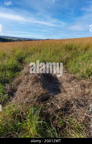 France, haute-Saône (70), parc privé, abri de sanglier (sus scrofa), nid de sanglier dans l'herbe d'un pré Banque D'Images