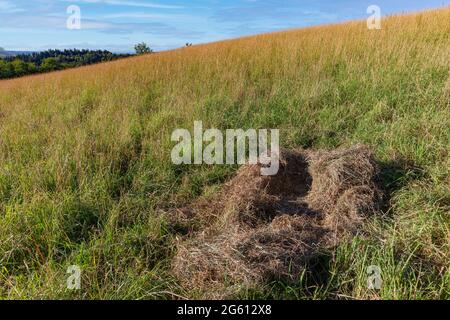 France, haute-Saône (70), parc privé, abri de sanglier (sus scrofa), nid de sanglier dans l'herbe d'un pré Banque D'Images