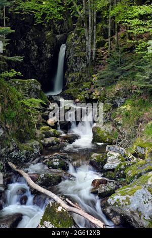 La France, Territoire de Belfort, Lepuix, Ballon d Alsace, Forêt, Saut de la truite cascade, la rivière Savoureuse Banque D'Images