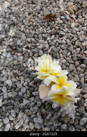 Bouquet de fleurs tropicales en grand seashell sur fond de gravier. Banque D'Images