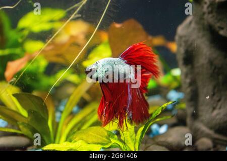 Poisson rouge profond Dragon Betta avec un corps sarcelle, aquarium à la maison. Nager au sommet de l'aquarium avec des plantes flottantes Banque D'Images