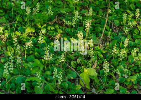 De beaux nénuphars de la vallée poussent dans une glade de forêt. La photo a été prise à Chelyabinsk, Russie. Banque D'Images