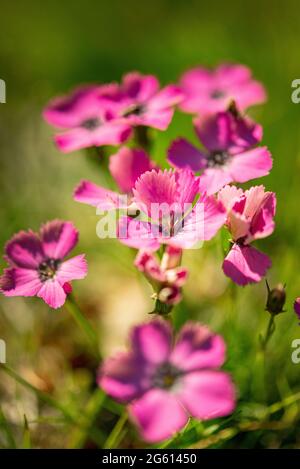 France, Alpes maritimes, massif du Mercantour, haute vallée du Var, Entraunes, Col Cayolle, rose paon-eye (Dianthus padonius) Banque D'Images