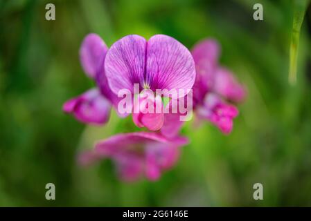 France, Alpes maritimes, chaîne de montagnes du Mercantour, haute vallée du Var, Châteauneuf d'Entraunes, Vallée de Barlatte, gorges de Saucha Negra, peavine vivace (Lathyrus latifolius) Banque D'Images