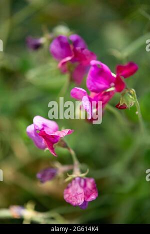 France, Alpes de haute Provence, Mane, musée et jardin de Salagon, prieuré, jardin de fragrances, peavine vivace (Lathyrus latifolius) Banque D'Images