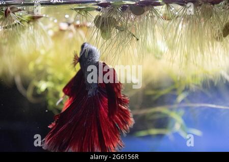 Poisson rouge profond Dragon Betta avec un corps sarcelle, aquarium à la maison. Nager au sommet de l'aquarium avec des plantes flottantes Banque D'Images