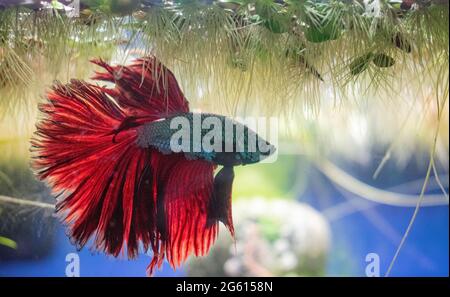 Poisson rouge profond Dragon Betta avec un corps sarcelle, aquarium à la maison. Nager au sommet de l'aquarium avec des plantes flottantes Banque D'Images