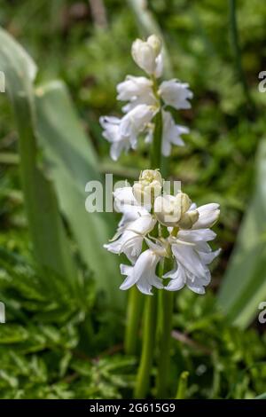 Bluebells espagnols blancs sous le soleil de printemps Banque D'Images