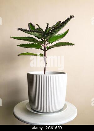 Kalanchoe daigremontiana plante médicinale à base de plantes en pot de fleurs blanches sur table sur fond de mur Banque D'Images