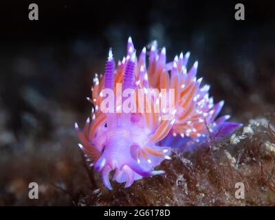 Gros plan d'un taug de mer méditerranéen violet (Flabellina affinis) Banque D'Images