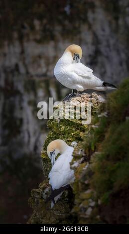 Gantets - magnifiques oiseaux marins RSPB Bempton Cliffs East Yorkshire Banque D'Images