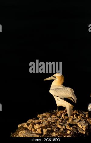 Gantets - magnifiques oiseaux marins RSPB Bempton Cliffs East Yorkshire Banque D'Images