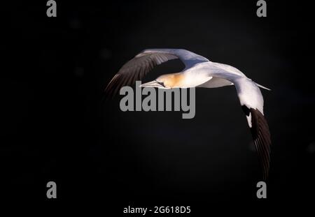 Gantets - magnifiques oiseaux marins RSPB Bempton Cliffs East Yorkshire Banque D'Images