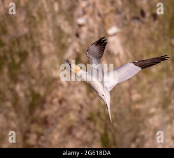 Gantets - magnifiques oiseaux marins RSPB Bempton Cliffs East Yorkshire Banque D'Images