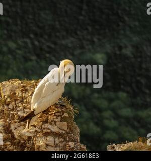 Gantets - magnifiques oiseaux marins RSPB Bempton Cliffs East Yorkshire Banque D'Images