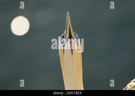 Gantets - magnifiques oiseaux marins RSPB Bempton Cliffs East Yorkshire Banque D'Images