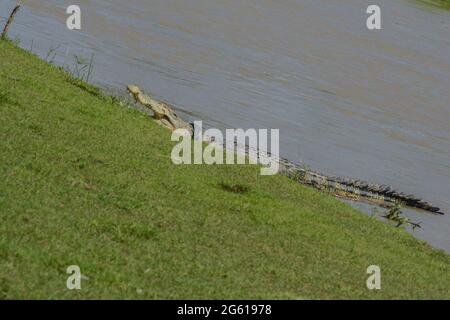 Crocodile avec pneu de moto sur le cou, bains de soleil au bord de la rivière. Depuis 2016, le grand crocodile estuarien a été enroulé dans les pneus en raison du comportement humain dans la litière dans la rivière. (Photo par Adi Pranata/Pacific Press/Sipa USA) Banque D'Images