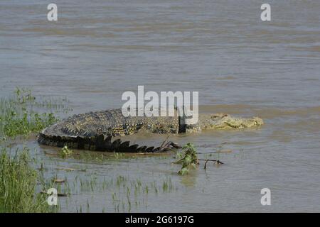 Crocodile avec pneu de moto sur le cou, bains de soleil au bord de la rivière. Depuis 2016, le grand crocodile estuarien a été enroulé dans les pneus en raison du comportement humain dans la litière dans la rivière. (Photo par Adi Pranata/Pacific Press/Sipa USA) Banque D'Images