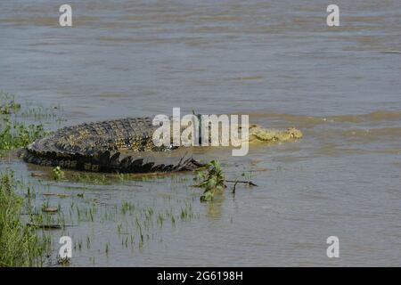 Crocodile avec pneu de moto sur le cou, bains de soleil au bord de la rivière. Depuis 2016, le grand crocodile estuarien a été enroulé dans les pneus en raison du comportement humain dans la litière dans la rivière. (Photo par Adi Pranata/Pacific Press/Sipa USA) Banque D'Images