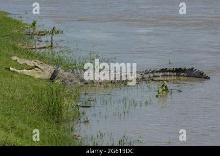 Crocodile avec pneu de moto sur le cou, bains de soleil au bord de la rivière. Depuis 2016, le grand crocodile estuarien a été enroulé dans les pneus en raison du comportement humain dans la litière dans la rivière. (Photo par Adi Pranata/Pacific Press/Sipa USA) Banque D'Images