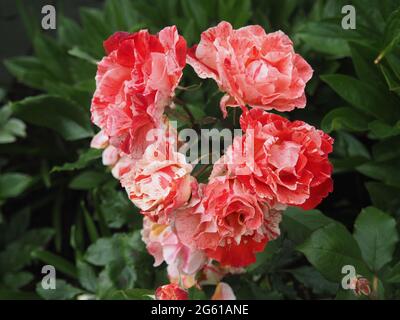 Fleurs roses rouges et blanches (Rosa) 'Hanky Panky' entièrement ouvert Banque D'Images