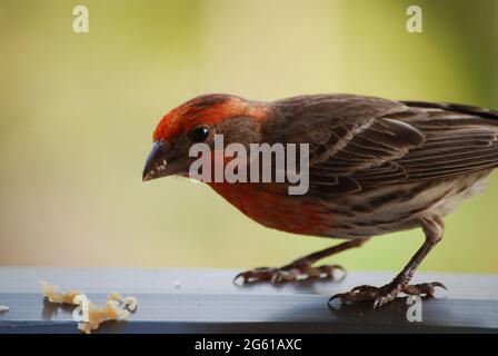 Un petit oiseau mignon mangeant de la chapelure sur un rail. Banque D'Images