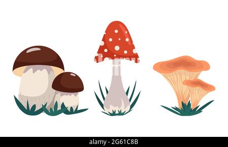 Variété de champignons, ensemble de champignons - exotiques et comestibles, clip art vectoriel dans un style plat. Isolé Illustration de Vecteur