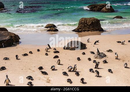 La vue sur la plage de rochers rocheux avec une colonie de pingouins africains ou de pingouins de Jackass à Boulder Beach dans la ville de Simon's, en Afrique du Sud. Banque D'Images