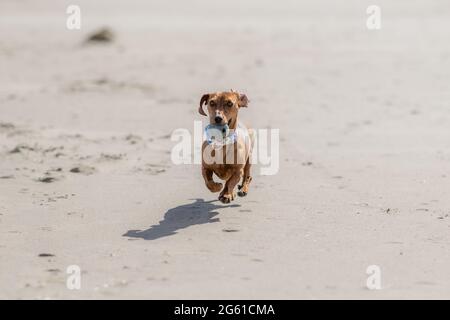 Plage de Camperduin avec un cachshund brun à poil court jouant et courant avec une boule bleue dans son museau, jour de printemps ensoleillé en Hollande du Nord Banque D'Images