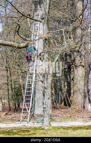 Apeldoorn, pays d'argent aux pays-Bas. 19 avril 2021. Homme sur une échelle métallique, appuyé contre un tronc d'arbre, avec des cordes de sécurité et un casque, pour élaguer t Banque D'Images