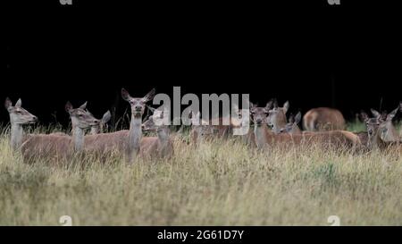 Grand troupeau de femelles de cerfs sur fond noir (Cervus elaphus) Banque D'Images