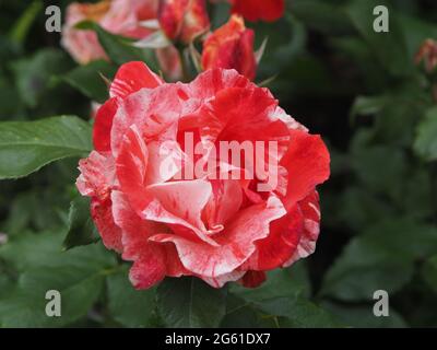 Fleur rose rouge et blanche (Rosa) 'Hanky Panky' entièrement ouverte Banque D'Images