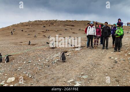 ISLA MAGDALENA, CHILI - 4 MARS 2015 : les touristes regardent les pingouins de Magellan dans la colonie de pingouins sur l'île Isla Magdalena, dans le détroit de Magellan, au Chili Banque D'Images