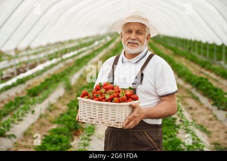 Portrait d'un homme mûr vêtu d'une combinaison brune debout sur le terrain de la ferme et tenant un panier avec des fraises mûres. Agriculteur compétent en récolte de baies à chapeau blanc. Banque D'Images