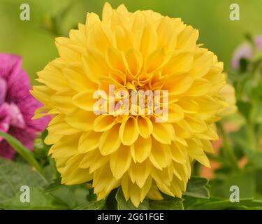 Gros plan d'une dahlia jaune. Banque D'Images