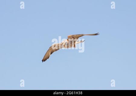 Un kestrel commun mâle (Falco tinnunculus) en vol Banque D'Images