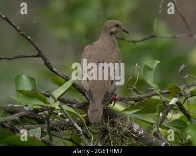 Gros plan de la colombe éculée (Zenaida auriculata) perchée dans les branches de Vilcabamba, Equateur. Banque D'Images