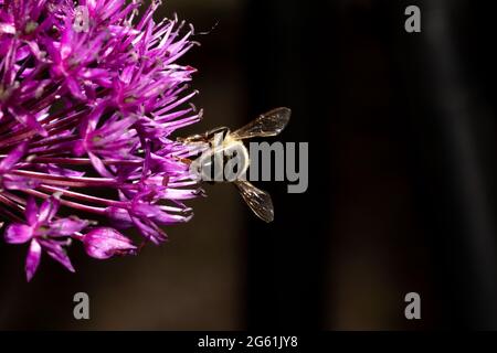 gros plan d'une abeille sur une fleur d'oignon nacré. Belle couleur pourpre et détails de la fleur. L'abeille vole loin de la caméra - flou Banque D'Images