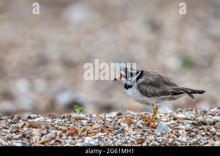 Pluvier annelé, Charadrius hiaticula, debout sur une crête de bardeaux sur la plage de Snettisham, Norfolk. Banque D'Images