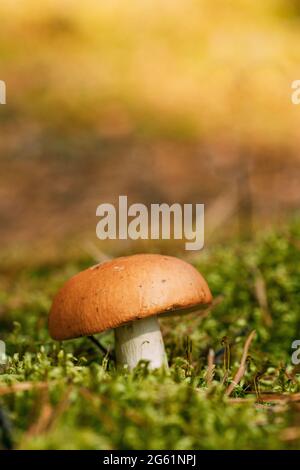 Boletus edulis Bull dans la forêt d'automne en Biélorussie. Champignon dans la forêt d'automne au coucher du soleil en Biélorussie Banque D'Images